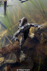 grenouille à l'affut ! by Philippe Tonacini 